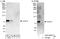 COX2 antibody, A303-600A, Bethyl Labs, Immunoprecipitation image 