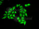 Structure Specific Recognition Protein 1 antibody, A6413, ABclonal Technology, Immunofluorescence image 