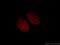 Homeobox protein cut-like 1 antibody, 11733-1-AP, Proteintech Group, Immunofluorescence image 