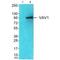 Vav Guanine Nucleotide Exchange Factor 1 antibody, A00691, Boster Biological Technology, Western Blot image 