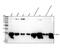 RASF-A antibody, M02259-1, Boster Biological Technology, Western Blot image 