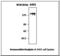 EGFR antibody, LS-C62288, Lifespan Biosciences, Western Blot image 