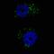 Microtubule Associated Protein 1 Light Chain 3 Alpha antibody, LS-C165694, Lifespan Biosciences, Immunofluorescence image 
