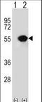 RuvB Like AAA ATPase 1 antibody, LS-C162817, Lifespan Biosciences, Western Blot image 