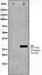 Cyclin Dependent Kinase Inhibitor 1B antibody, orb106166, Biorbyt, Western Blot image 