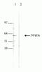 T-Box 21 antibody, 700059, Invitrogen Antibodies, Western Blot image 