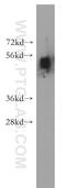 GRB10 Interacting GYF Protein 1 antibody, 13175-1-AP, Proteintech Group, Western Blot image 