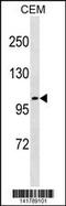 Unc-5 Netrin Receptor C antibody, 60-776, ProSci, Western Blot image 