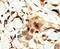Insulin Receptor antibody, PA5-14687, Invitrogen Antibodies, Immunohistochemistry paraffin image 