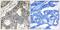 GUF1 Homolog, GTPase antibody, PA5-39198, Invitrogen Antibodies, Immunohistochemistry paraffin image 