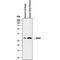 Sclerostin antibody, AF1406, R&D Systems, Western Blot image 