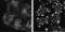 Eseptin antibody, NBP1-28711, Novus Biologicals, Immunofluorescence image 