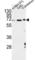 Activating Transcription Factor 6 Beta antibody, abx032412, Abbexa, Western Blot image 