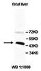 Zinc Finger Protein 2 antibody, orb77877, Biorbyt, Western Blot image 
