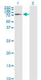 Galactosidase Beta 1 antibody, LS-C197303, Lifespan Biosciences, Western Blot image 