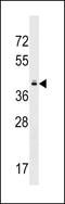 Taste 2 Receptor Member 10 antibody, LS-C157136, Lifespan Biosciences, Western Blot image 