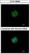 Cation Channel Sperm Associated Auxiliary Subunit Beta antibody, GTX119836, GeneTex, Immunocytochemistry image 