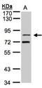 TLE Family Member 2, Transcriptional Corepressor antibody, NBP1-32158, Novus Biologicals, Western Blot image 
