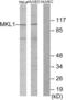 Myocardin Related Transcription Factor A antibody, abx013747, Abbexa, Western Blot image 