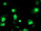 Aryl Hydrocarbon Receptor Interacting Protein Like 1 antibody, LS-C337503, Lifespan Biosciences, Immunofluorescence image 