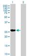 BCL2 Interacting Protein 1 antibody, H00000662-B01P, Novus Biologicals, Western Blot image 