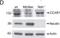 Cell Division Cycle And Apoptosis Regulator 1 antibody, NB500-186, Novus Biologicals, Western Blot image 