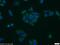 Dipeptidyl Peptidase 4 antibody, 10940-1-AP, Proteintech Group, Immunofluorescence image 