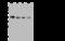 ILK Associated Serine/Threonine Phosphatase antibody, 202085-T44, Sino Biological, Western Blot image 