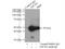 Eukaryotic Translation Initiation Factor 2 Subunit Beta antibody, 10227-1-AP, Proteintech Group, Immunoprecipitation image 