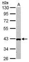 Arginase 2 antibody, PA5-27987, Invitrogen Antibodies, Western Blot image 