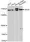 BCL2 Associated Athanogene 6 antibody, A2010, ABclonal Technology, Western Blot image 