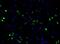 HIV-1 gp24 antibody, NB500-473AF488, Novus Biologicals, Immunofluorescence image 