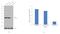 NCK Adaptor Protein 1 antibody, MA5-15024, Invitrogen Antibodies, Western Blot image 