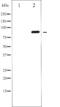 Glutamate Ionotropic Receptor AMPA Type Subunit 2 antibody, GTX52325, GeneTex, Western Blot image 