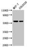Myocilin antibody, LS-C670727, Lifespan Biosciences, Western Blot image 
