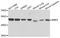 Bone morphogenetic protein 5 antibody, STJ110699, St John