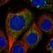 Isoleucyl-TRNA Synthetase 2, Mitochondrial antibody, PA5-55118, Invitrogen Antibodies, Immunofluorescence image 