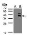 Protein phosphatase 1K, mitochondrial antibody, NBP1-31444, Novus Biologicals, Western Blot image 