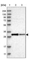 Coenzyme Q3, Methyltransferase antibody, PA5-56699, Invitrogen Antibodies, Western Blot image 