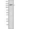 Ras Responsive Element Binding Protein 1 antibody, abx218394, Abbexa, Western Blot image 