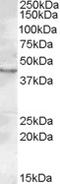 LAG1 longevity assurance homolog 3 antibody, LS-C87345, Lifespan Biosciences, Western Blot image 