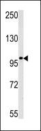 MAGE Family Member C1 antibody, LS-C100413, Lifespan Biosciences, Western Blot image 