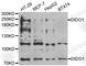 Death Inducer-Obliterator 1 antibody, A6453, ABclonal Technology, Western Blot image 