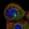 SMU1 DNA Replication Regulator And Spliceosomal Factor antibody, HPA019708, Atlas Antibodies, Immunofluorescence image 