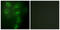 Tripartite Motif Containing 59 antibody, LS-B8422, Lifespan Biosciences, Immunofluorescence image 