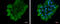 Nucleobindin 2 antibody, GTX130943, GeneTex, Immunofluorescence image 