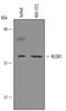 REST Corepressor 1 antibody, AF6047, R&D Systems, Western Blot image 