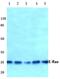 ES Cell Expressed Ras antibody, PA5-36459, Invitrogen Antibodies, Western Blot image 