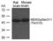 Mitogen-Activated Protein Kinase Kinase 5 antibody, PA5-37701, Invitrogen Antibodies, Western Blot image 