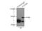 Electron Transfer Flavoprotein Dehydrogenase antibody, 11109-1-AP, Proteintech Group, Immunoprecipitation image 
